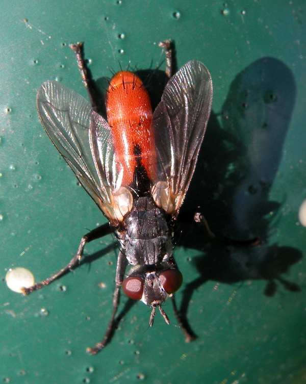 Cylindromyia